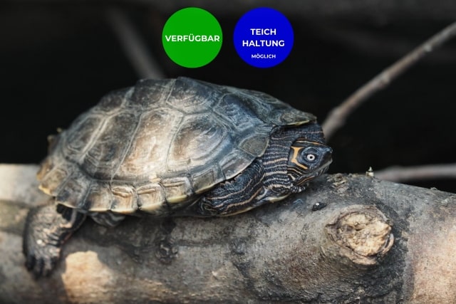 Graptemys pseudogeographica, khonii, ouachitensis – Höckerschildkröten erwachsen