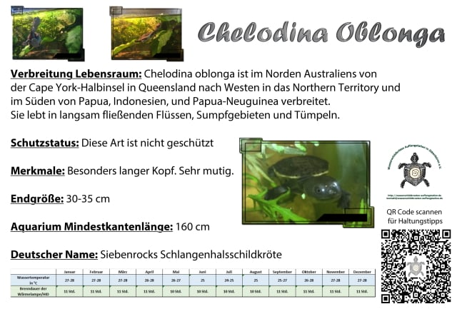 chelodina oblonga Siebenrock Schlangenhals Halswendler Aquariumschild Schild Temperaturen Tabelle HID Beleuchtung Verbreitung