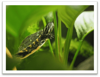 Chrysemys picta dorsalis rückenstreifen zierschildkröte geitenansicht wasserpflanzen gelber Bauchpanzer gelbe streifen am hals