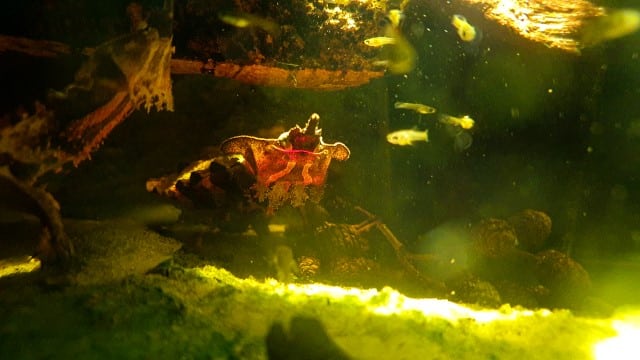 CHELUS FIMBRATUS/ORINOCENSIS - FRANSENSCHILDKRÖTE unter wasser mit beleuchtung wunderschöne aufnahme bild fische guppy