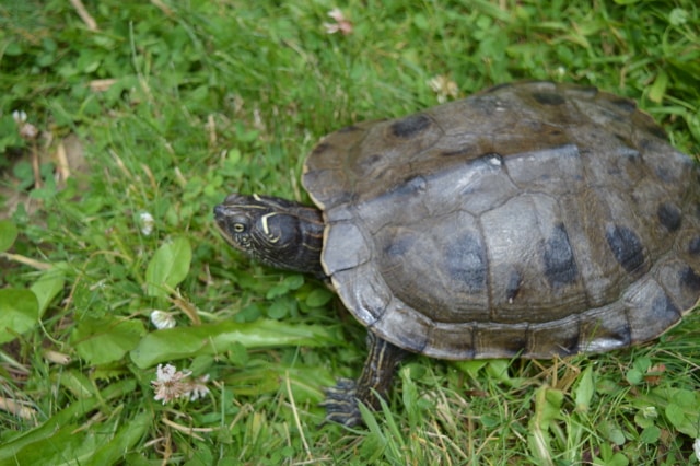 Graptemys pseudogeographica pseudogeographica Falsche Landkarten Höckerschildkröte Weibchen am Land Landteil