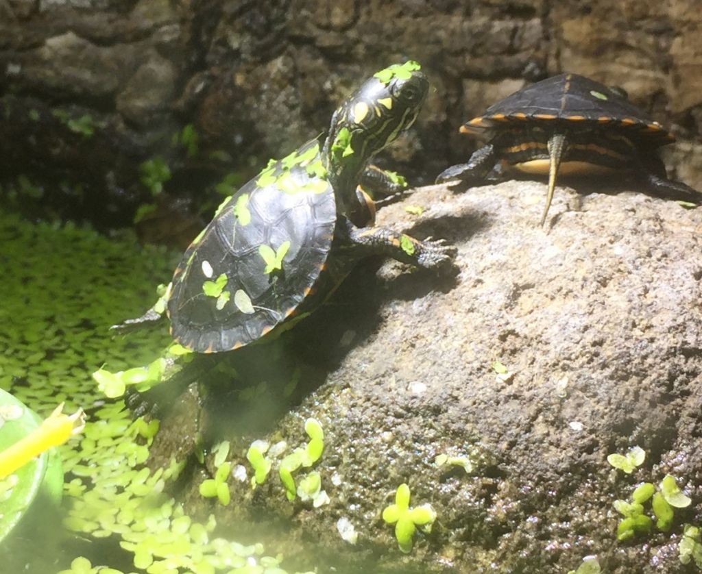 Chrysemys picta picta Östliche Zierschildkröte Nachzucht NZ Landteil Seitenansicht