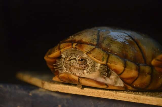Kinosternon acutum tabasco Klappschildkröte zwei Scharniere Schildkröte Adult