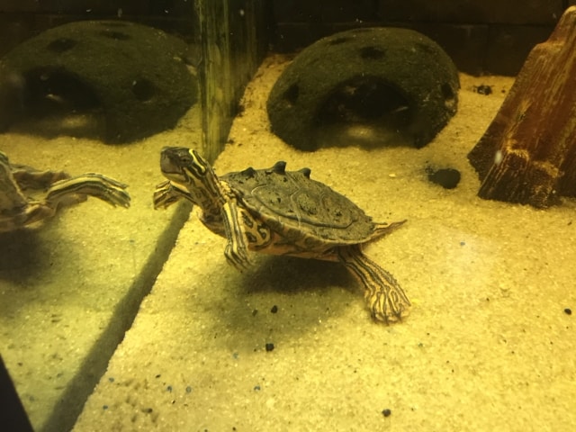 Graptemys n. nigrinoda SchwarzknopfHöckerschildkröte Haltung