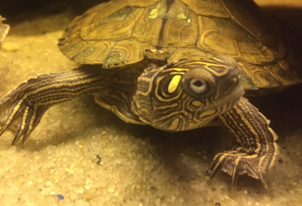Wasserschildkröte aquarium - Die preiswertesten Wasserschildkröte aquarium unter die Lupe genommen