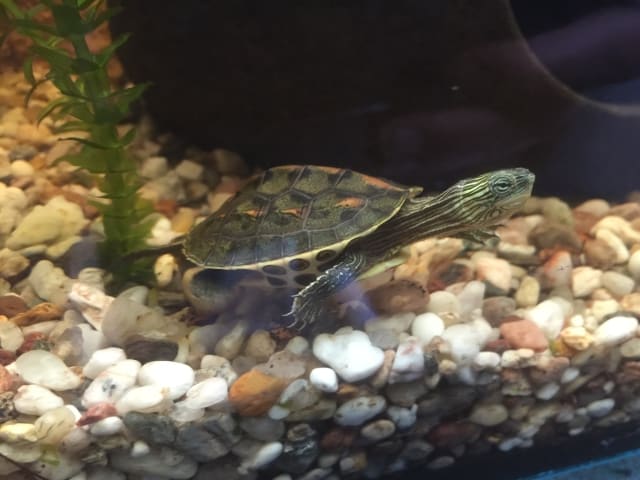 Mauremys sinensis Chinesische Streifenschildkröte Seitenansicht Aquarium Wasser Zeichnung Kopfzeichnung