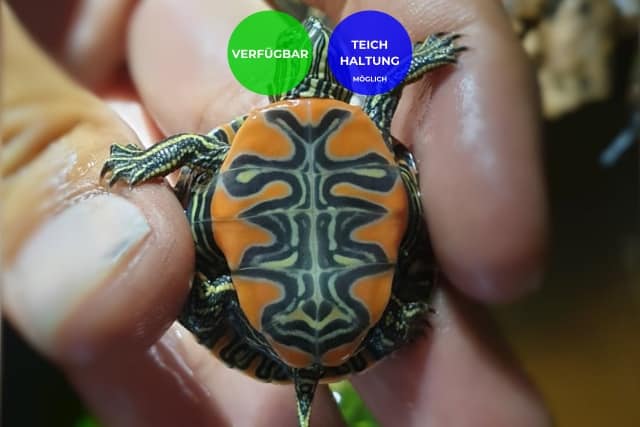 Wasserschildkröten Vermittlung - Nachzuchten und erwachsene