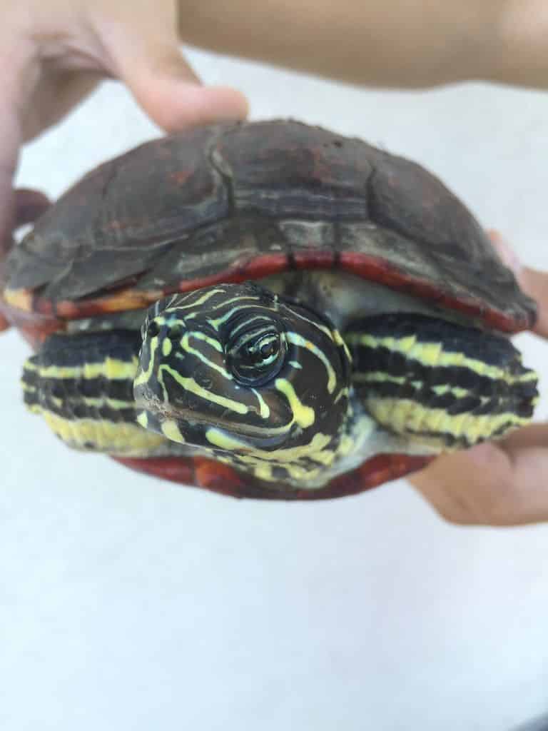Pseudemys peninsularis - Halbinsel-Schmuckschildkröte / Peninsula-Schmuckschildkröte adult Rückenpanzer Zeichnung Kopfzeichnung