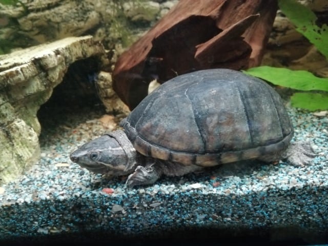 Sternotherus odoratus Gewöhnliche Moschusschildkröte Seitenansicht adult Rückenpanzer Kopf
