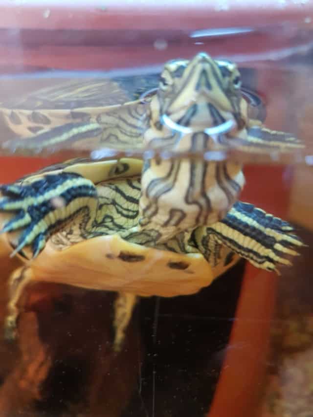 Trachemys scripta scripta Buchstaben Schmuckschildkröten Gelbwangen Schmuckschildkröte Frontansicht Wasser Bauchpanzer Füße Hals Zeichnung
