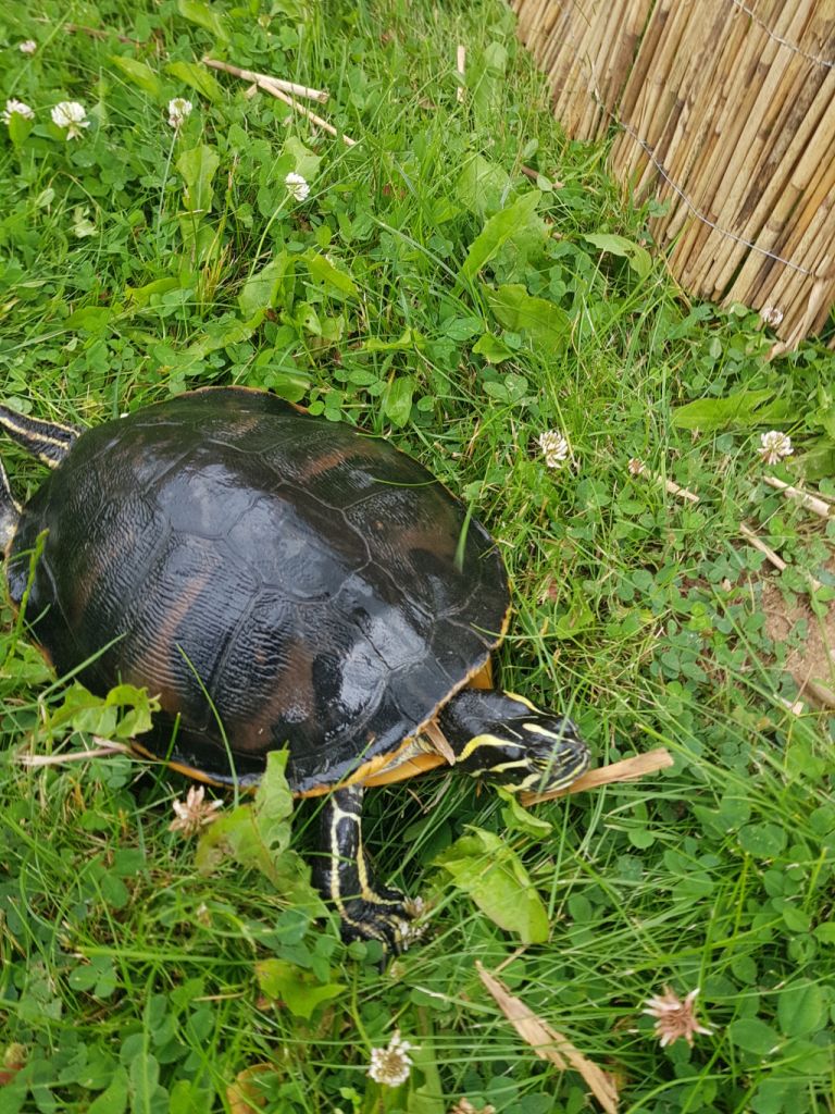 Pseudemys nelsoni Florida-Rotbauch-Schmuckschildkröte adult Seitenansicht Rückenpanzer Kopfzeichnung