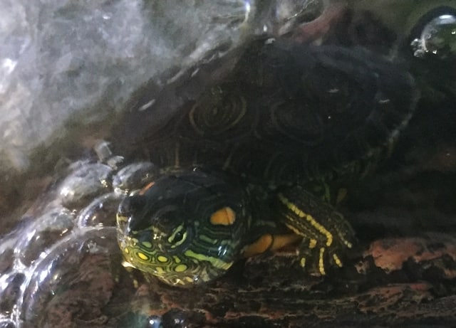 Kinnflecken Schmuckschildkröte nachzucht
