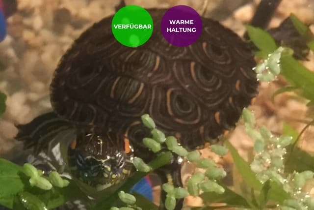 Trachemys callirostris – Kinnfleck-Schmuckschildkröte Nachzuchten