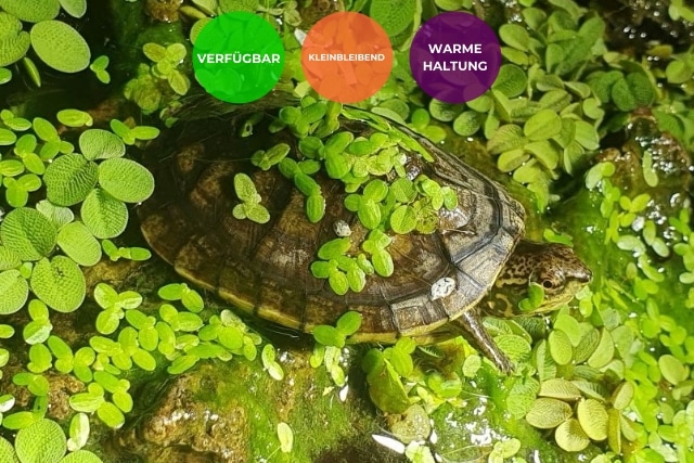 Kinosternon acutum – Tabasco-Klappschildkröte Nachzuchten