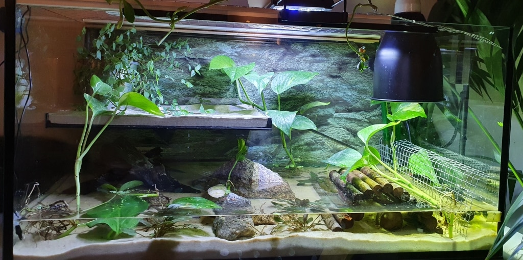 Das StarterSet für Wasserschildkröten. Die perfekte Liste für Anfänger