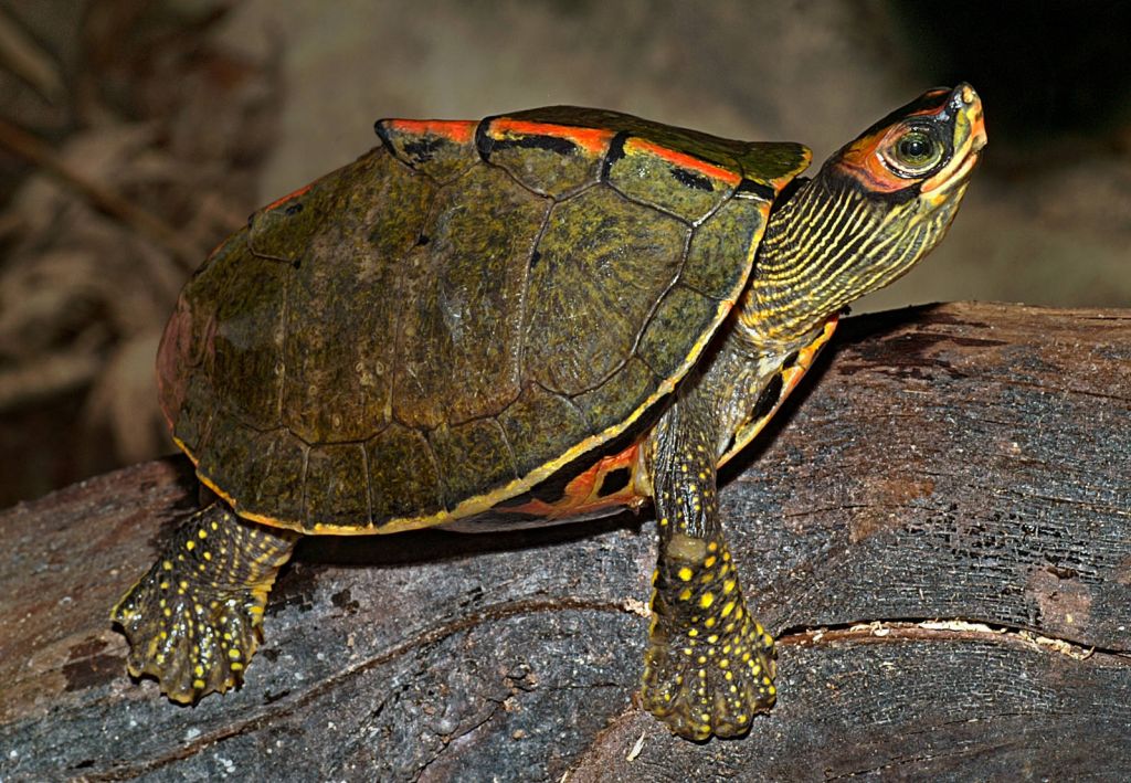 Indische Dachschildkröte Pangshura tecta adult mann bock Wildfang starke Färbung