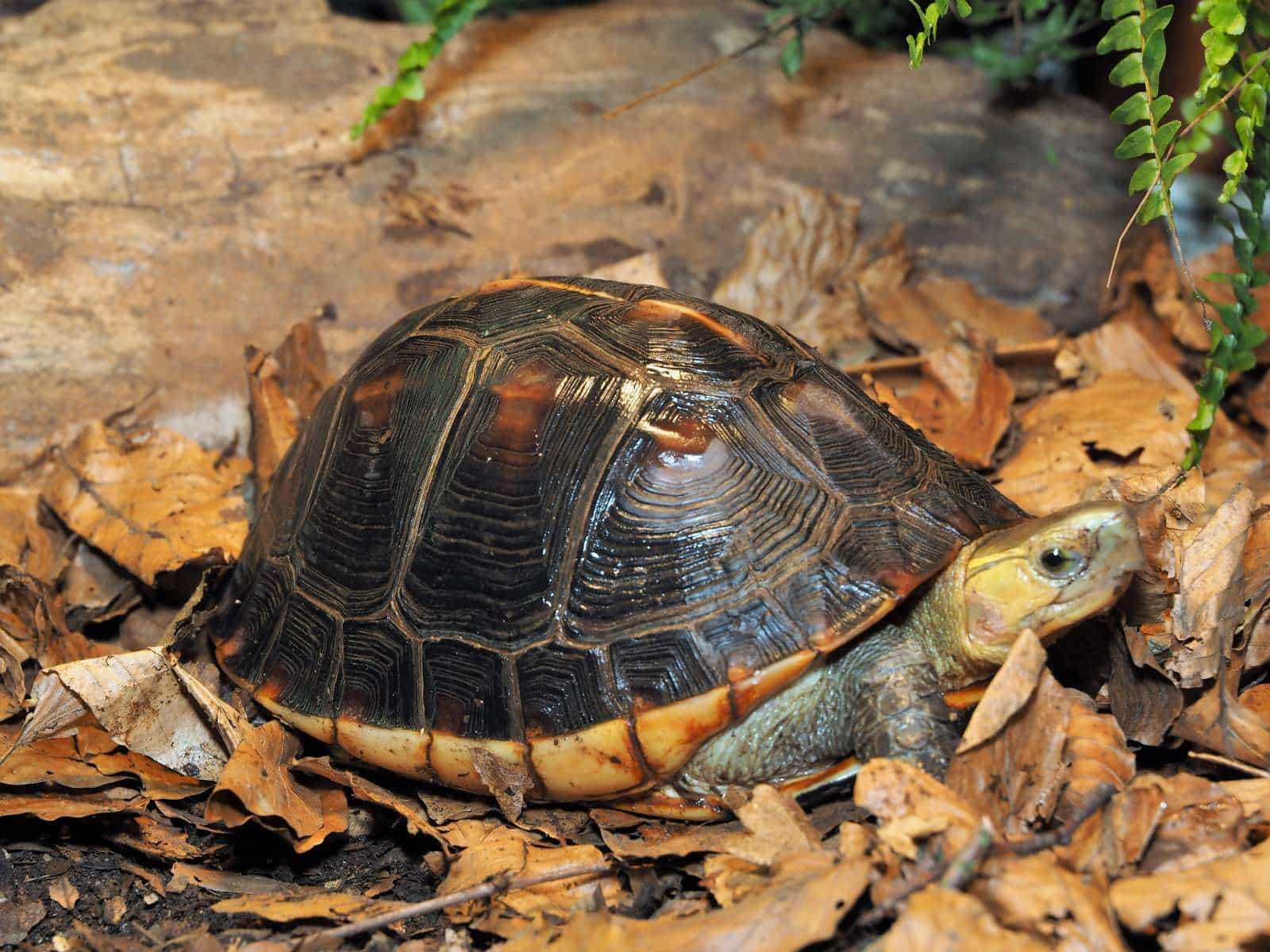 Cuora flavomarginata GelbrandScharnierschildkröte Haltung