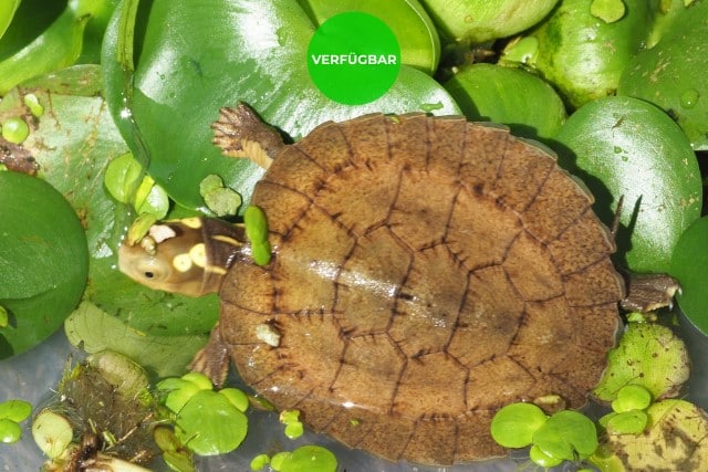 Sacalia quadriocellata – Vietnamesische Pfauenaugenschildkröte Nachzuchten