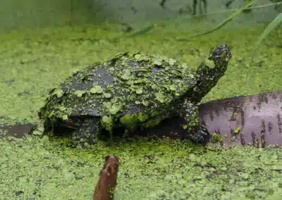 Europäische Sumpfschildkröte Deutschland Teich ausgewachsen adult emys orbicularis