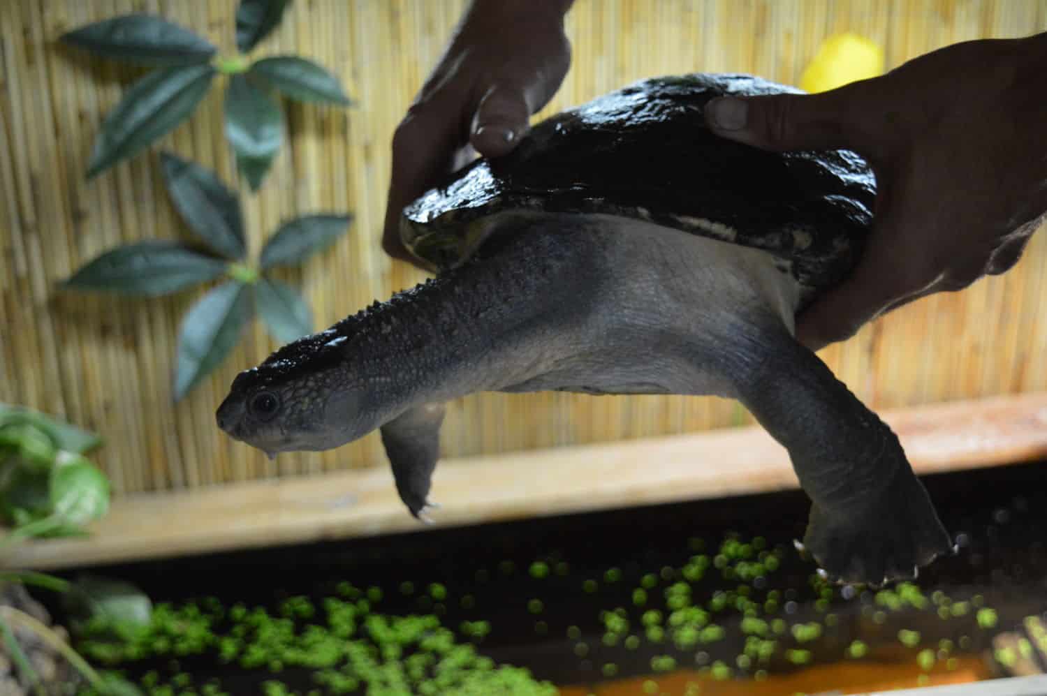 artenschutz schildkroeten wasserschildkroeten ibbenbueren