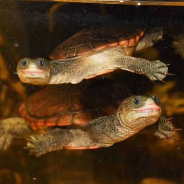 Artenschutz Wasserschildkröten - chelodina