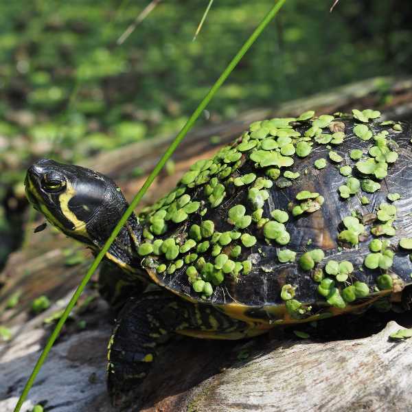 Auffangstation Wasserschildkröten - trachemys scripta scripta