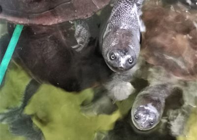 chelodina mccordi auswilderungsprojekt auswilderung projekt vogelperspektive