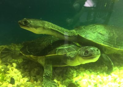 chelodina mccordi auswilderungsprojekt auswilderung projekt