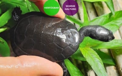 Chelodina mccordi – Mccords Schlangenhalsschildkröte Nachzuchten