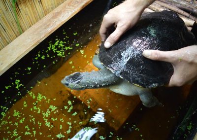 elusor macrurus arterhaltung marry river schildkröte 1