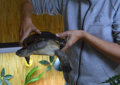 elusor macrurus arterhaltung marry river schildkröte 2