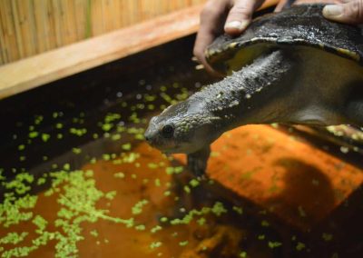 elusor macrurus arterhaltung marry river schildkröte 5