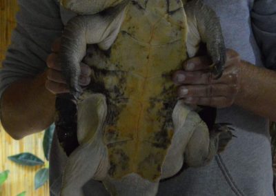 elusor macrurus arterhaltung marry river schildkröte