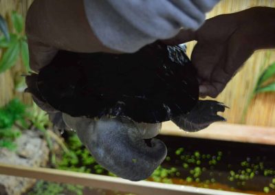 elusor macrurus arterhaltung marry river schildkröte 7