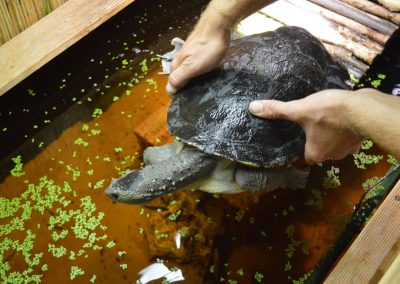 elusor macrurus arterhaltung marry river schildkröte 9