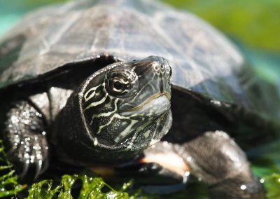 mauremys nigricans projekt 2