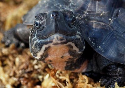 mauremys nigricans projekt 4