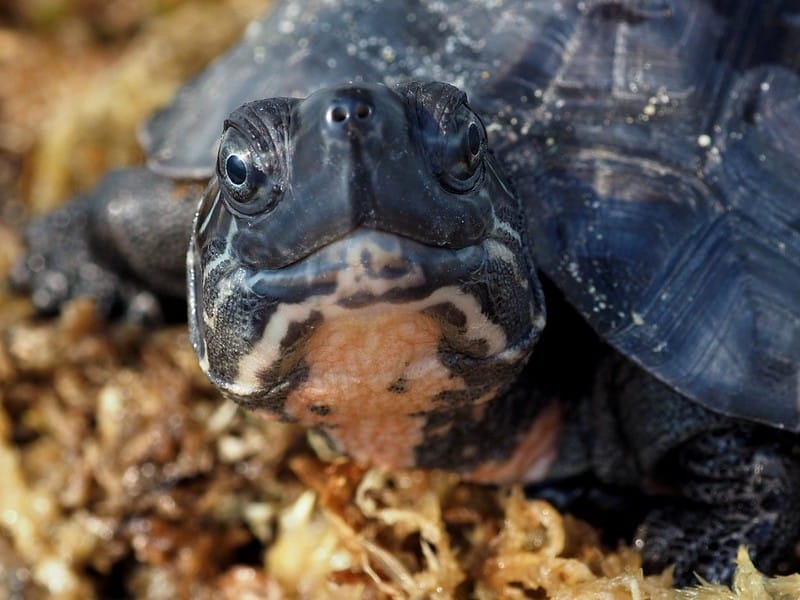 mauremys nigricans arterhaltung projekt uli hennen