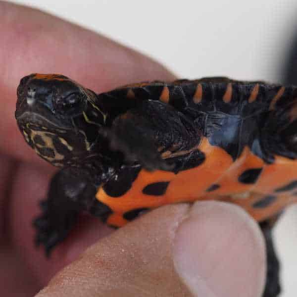 Nachzuchten Babys Wasserschildkröten