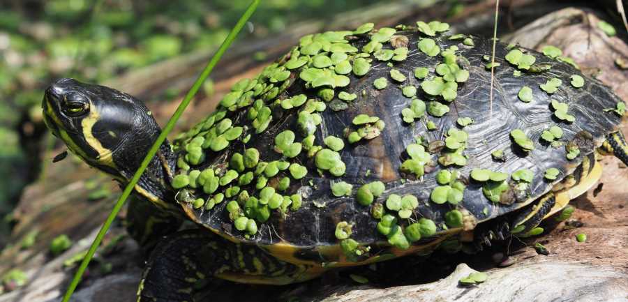 trachemys scripta invasive schildkröte projekt spenden