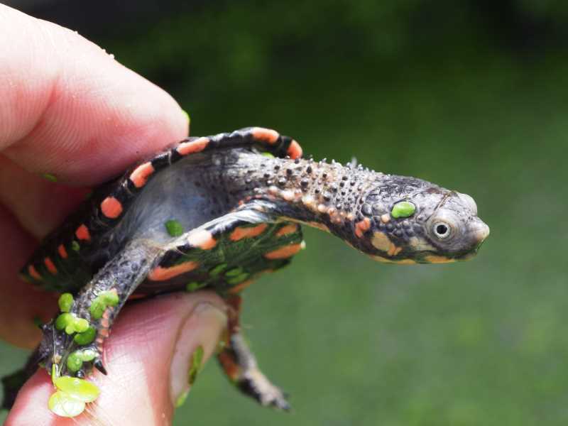 Wasserschildkroeten Ibbenbüren