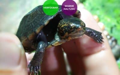 Kinosternon albogulare – Weißkehl-Klappschildkröte Nachzuchten