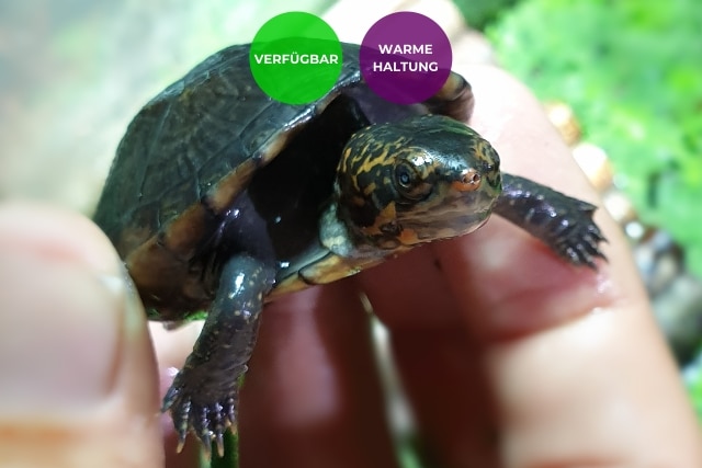 Baby Schildkroete Weisskehl-Klappschildkröte Kinosternon albogulare Nachzuchten kaufen
