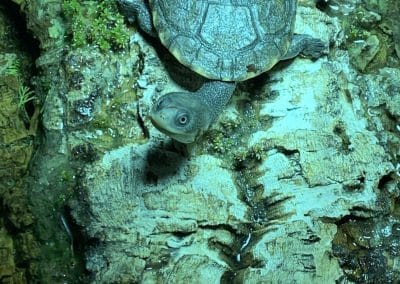 Chelodina novaeguineae gunaleni Nachzucht sonnt sich am Land