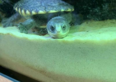 Chelodina novaeguineae gunaleni Nachzucht Böser Blick mit einem Lächeln