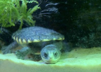 Chelodina novaeguineae gunaleni Nachzuchten kaufen Bild