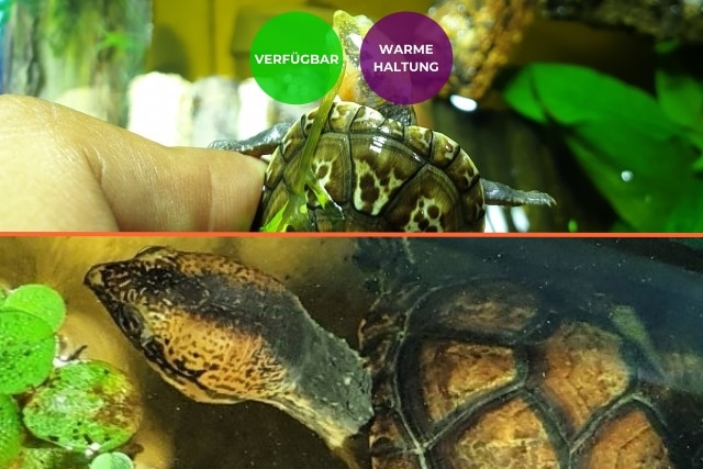 Kinosternon leucostomum Weissmaul-Klappschildkröte Nachzucht kaufen Bild