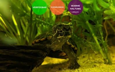 Kinosternon baurii – Dreistreifen Klappschildkröte Nachzuchten