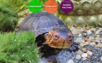 Kinosternon cruentatum – Rotwangen Klappschildkröte Baby kleinbleibende Schildkröte