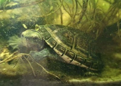 Kinosternon leucostomum Weissmaul-Klappschildkröte noch ganz kleine Nachzucht